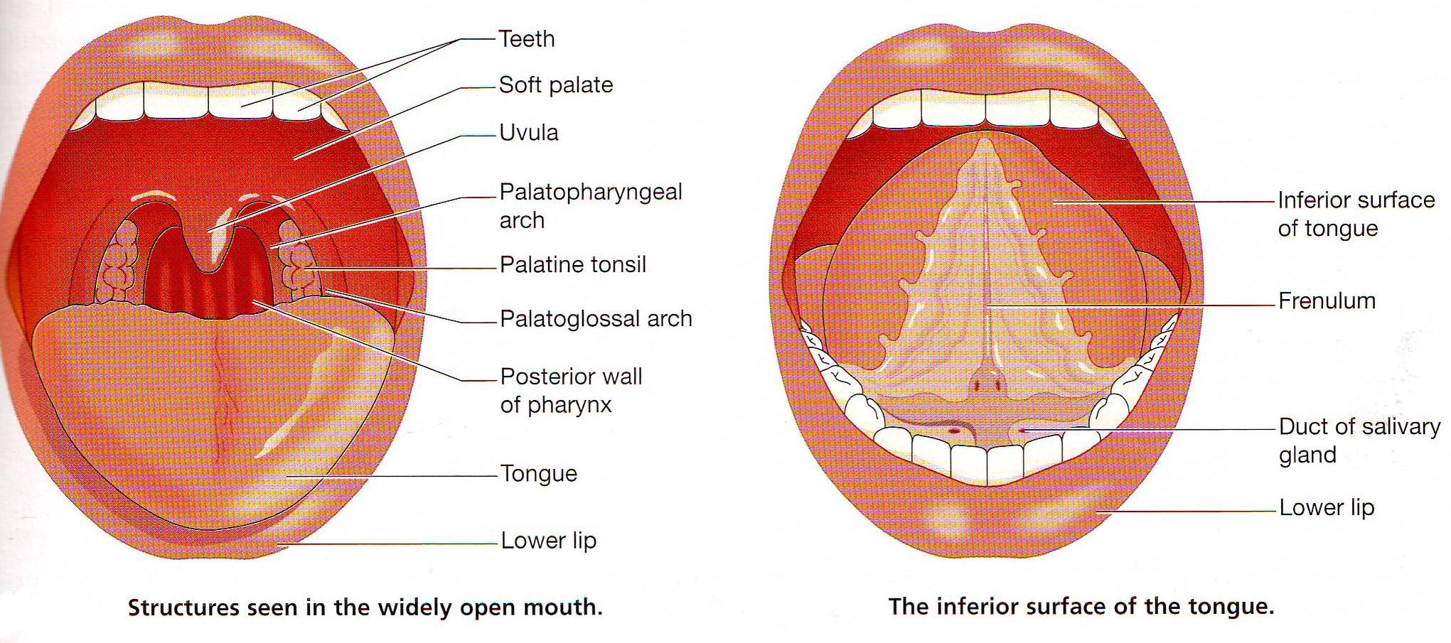 The Tongue and mouth